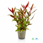 Alternanthera splendida