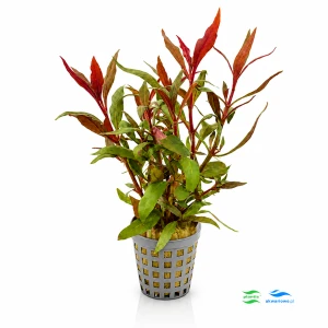 Alternanthera splendida