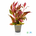 Alternanthera Variegata 1.jpg