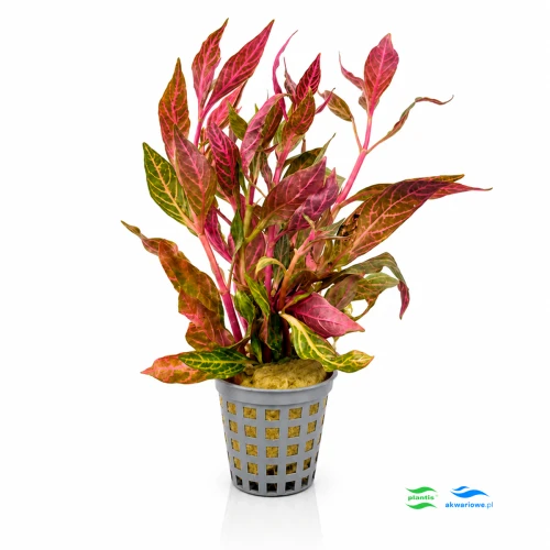 Alternanthera Variegata 1.jpg