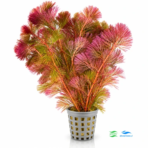 Cabobma furcata 1.jpg