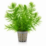 Ceratophyllum demersum - rogatek