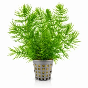Ceratophyllum demersum - rogatek
