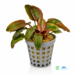 Cryptocoryne Flamingo