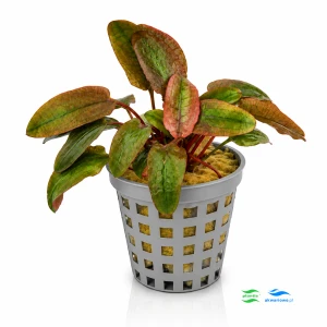 Cryptocoryne Flamingo