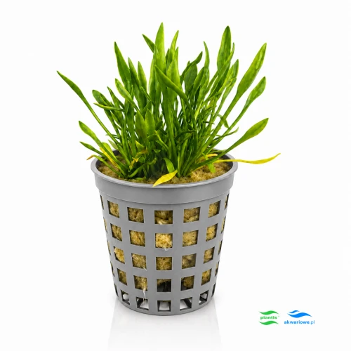 Cryptocoryne parva 1.jpg