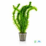 Elodea densa Moczarka