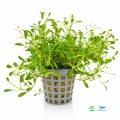Glossostigma Elatinoides 1.jpg