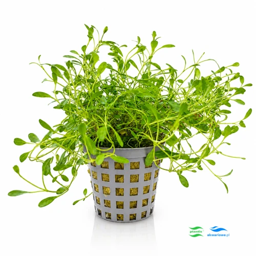 Glossostigma Elatinoides 1.jpg