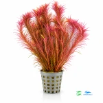 Rotala Wallichii
