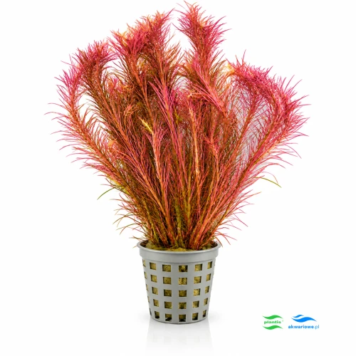 Rotala wallichii 11.jpg