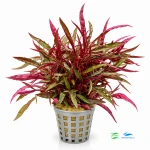 Alternanthera colorata red narrow