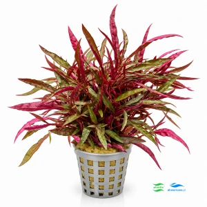 Alternanthera colorata red narrow