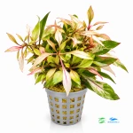 Alternanthera colorata pink