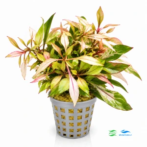 Alternanthera colorata pink