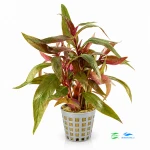 Alternanthera rosaefolia