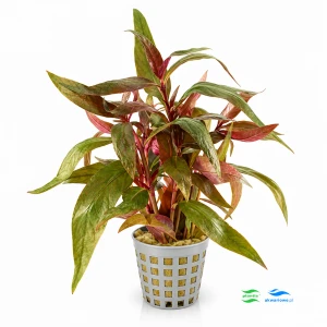 Alternanthera rosaefolia