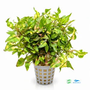 Alternanthera colorata tricolor