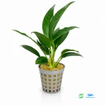 Anubias lanceolata F