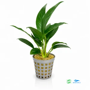 Anubias lanceolata F