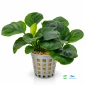 Anubias rondo E1.jpg