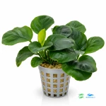 Anubias rondo E