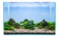 Anubias rondo E2.jpg