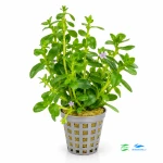 Bacopa crenata
