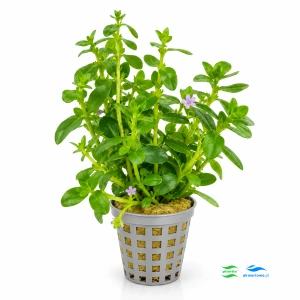 Bacopa crenata