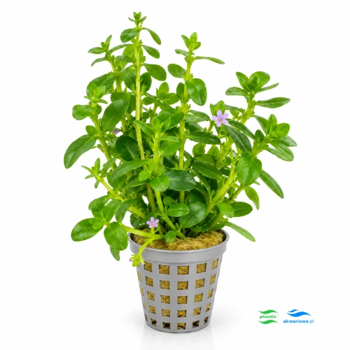 Bacopa crenata 1.jpg
