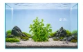 Bacopa crenata 2.jpg