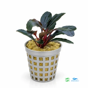 Bucephalandra Alamanda (2 sadzonki)