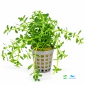Bacopa monnieri 1.jpg