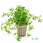 Bacopa monnieri