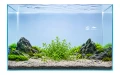 Bacopa monnieri 2.jpg