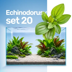 Set Echinodorus 20 sztuk