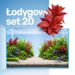 Set Łodygowe 20 sztuk
