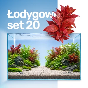 Set Łodygowe 20 sztuk