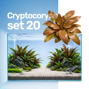Set Cryptocoryne 20 sztuk