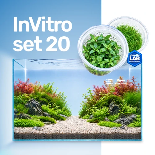 set invitro 20.jpg