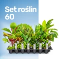Set roślin 60.jpg
