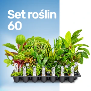 Set 60 - Zestaw  60 szt. roślin akwariowych