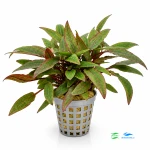 Cryptocoryne affinis red