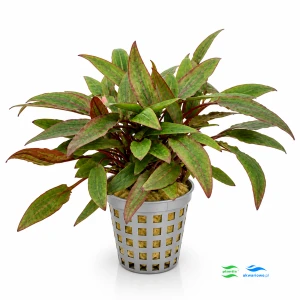Cryptocoryne affinis red