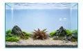 Cryptocoryne affinis red 2.jpg