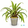 Cryptocoryne balanse 1.jpg