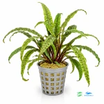 Cryptocoryne balanse