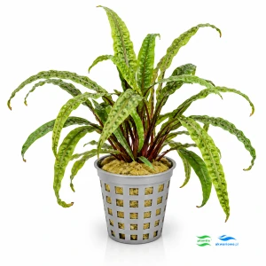 Cryptocoryne balanse