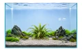 Cryptocoryne balanse 2.jpg