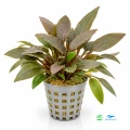 Cryptocoryne Becketti 1.jpg